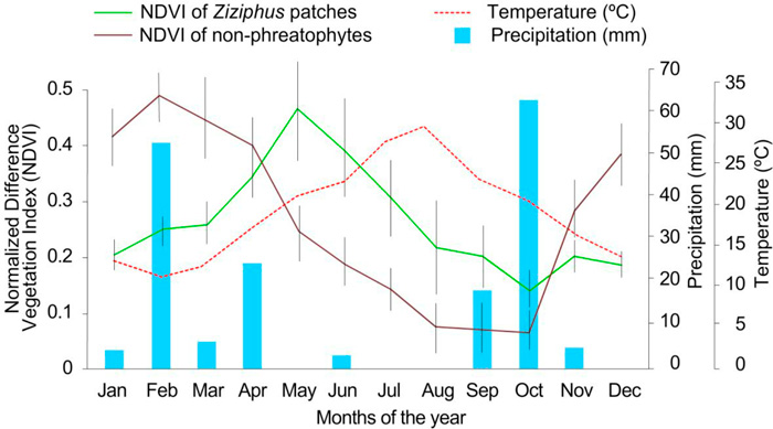Seasonal Dynamics of greenness of Ziziphus lotus patches.