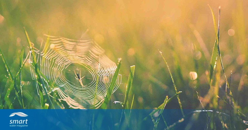 Researcher finds inspiration from spider webs and beetles to harvest fresh  water from thin air