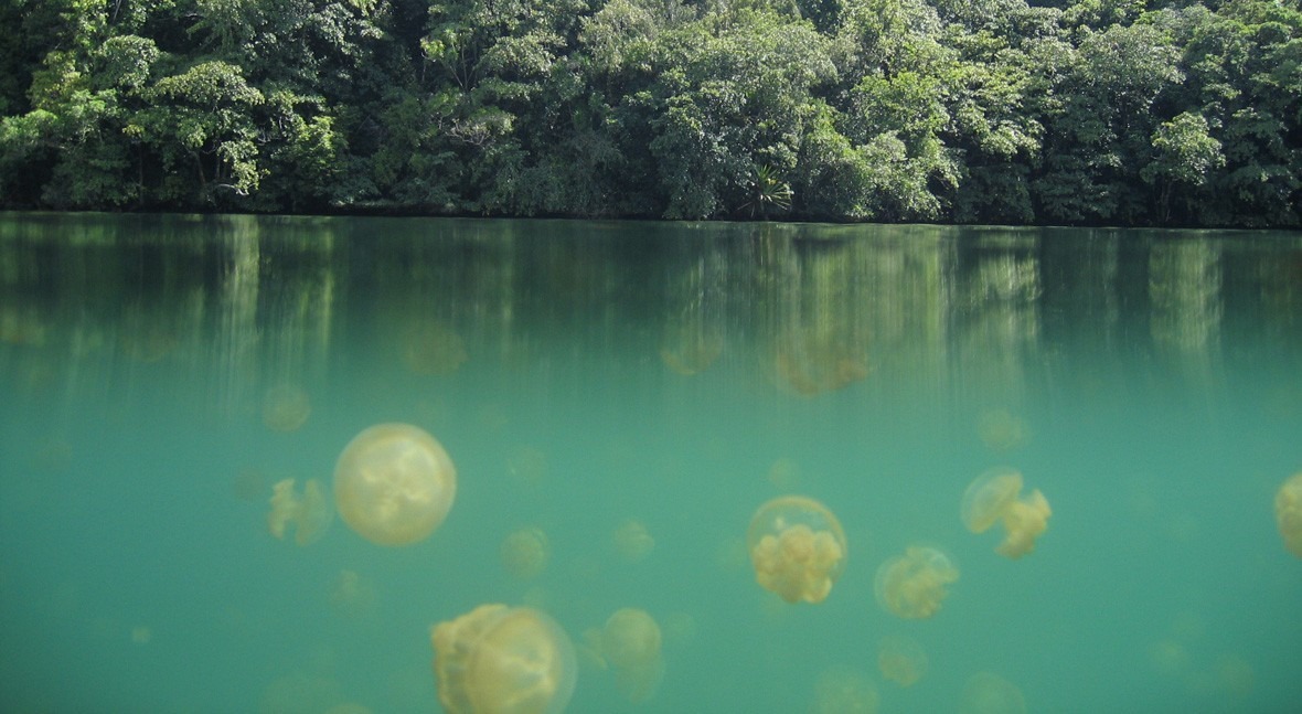 The Jellyfish Lake: 'gelatinous' experience