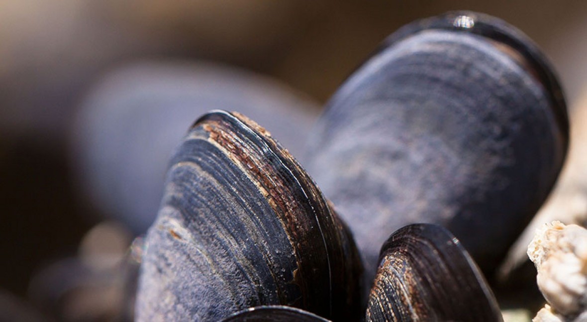 mussel-based system warns about water quality issues in Poland