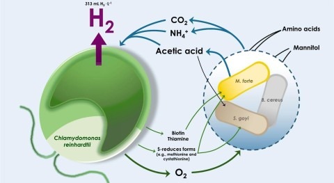 Algae bacteria consortium enhances green hydrogen, biomass production and water purification