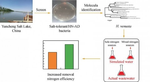 novel method of treating high-salinity nitrogenous wastewater