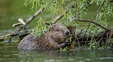 What role beavers could play in restoring Scotland's rivers