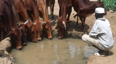 FAO launch discussion paper on accounting livestock water productivity