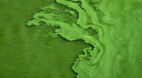 Earlier algae blooms, lingering toxins: Invasive species change lake’s microbial community