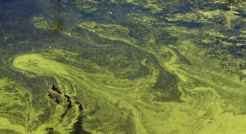 WHOI and NOAA release report on U.S. socio-economic effects of harmful algal blooms