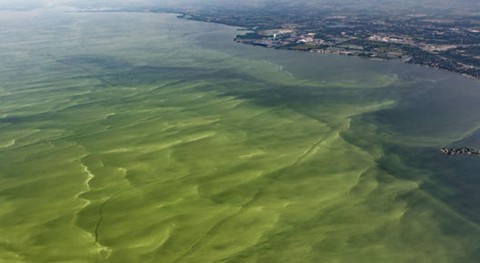 Harmful algal blooms threaten California's waters