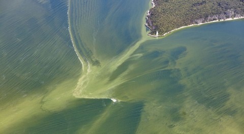 Current estimates of Lake Erie algae toxicity may miss the mark