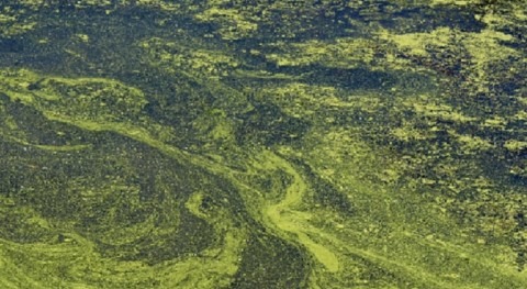 What does groundwater have to do with lake algal blooms?