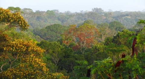 Increased heat and drought stunt tropical trees, major carbon sink