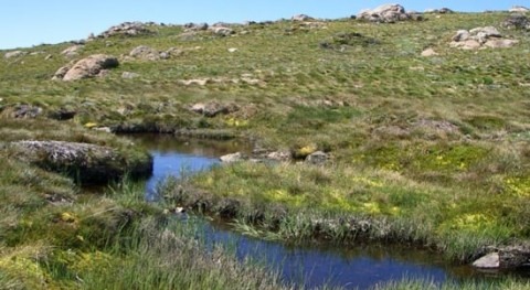 Scientists discover how to restore carbon-rich peatlands using Rapid Evidence Review method