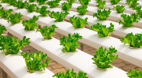 Water-efficient urban farms sprouting up