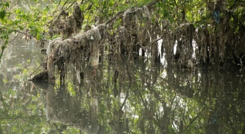 England introduces ban on plastic wet wipes to protect waterways
