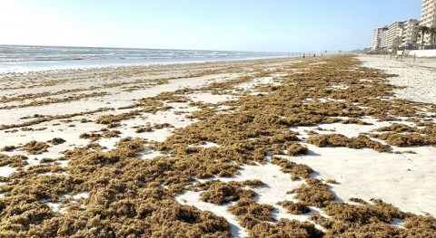 New threat in seaweed blooms concern for Florida's beaches