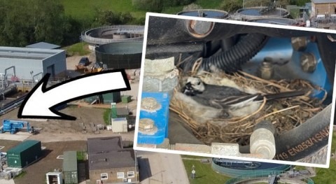 Nesting birds protected during £9.3 million sewage upgrade by Thames Water in Bicester, England