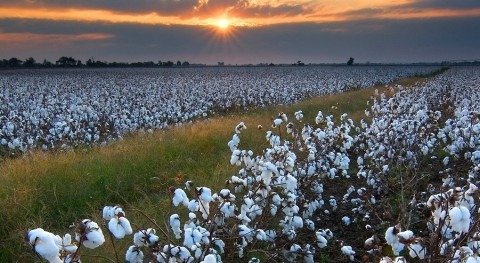 Clean, secure water supplies...or cotton production?