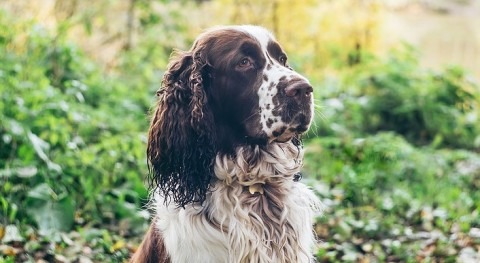 Springer spanials helping Yorkshire Water with water leak detection