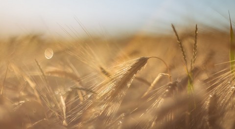 Argentina first in the world to use gene-edited wheat