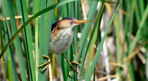 Study tracks waterbird use of Chicago-area wetlands