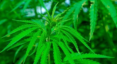 Increase in cannabis cultivation or residential development could impact water resources