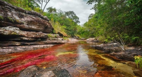 Caño Cristales, the river of the seven colours