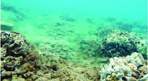 Coral study traces excess nitrogen to Maui wastewater treatment facility, Hawaii