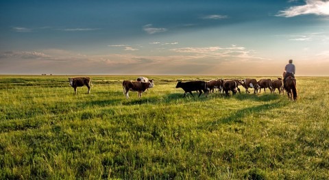 The virtual water impact of the U.S. beef network