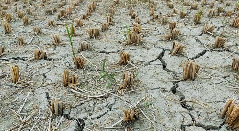 Unprecedented drought emergency demands urgent action