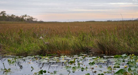 Florida budget includes $1.4B boost for Everglades restoration and water quality projects