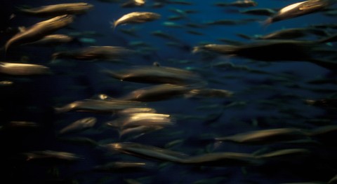 Report reveals quarter of global freshwater fish face extinction risk