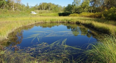Submerged plants reduce greenhouse gas emissions from shallow lakes and ditches