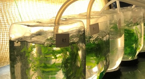 Residual water from the food industry gives seaweed cultivation boost