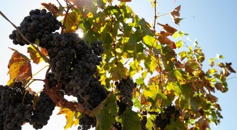 Coastal grape growers can use less water during drought