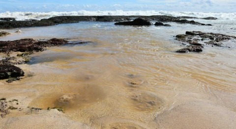 Fresh groundwater flow important for coastal ecosystems