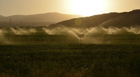 New deep learning model predicts water and energy demands in agriculture with great accuracy