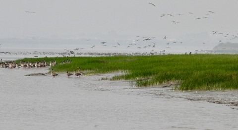 Republic of Korea adds Janghang Wetland to the List