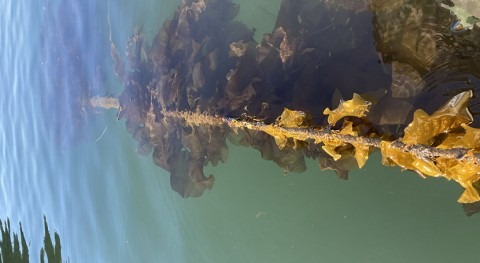 Kelp farms could help reduce coastal marine pollution