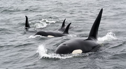 Toxic toilet paper and long-lasting chemicals found in endangered killer whales