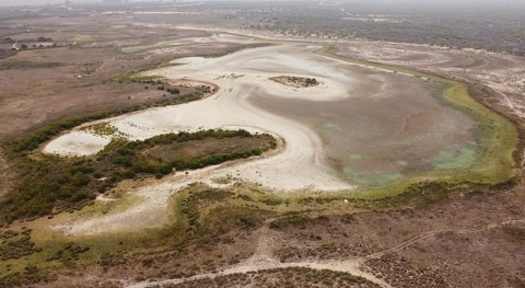 Doñana's largest lagoon dries up for the second year running