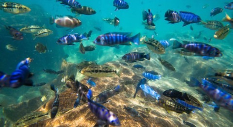 Lake Malawi is home to unique fish species. Nearly 10% are endangered