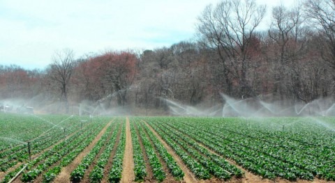 Produce Safety Alliance aims to demystify complex agriculture water rules