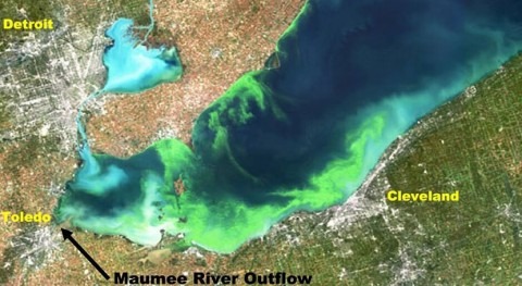 Machine learning using climatic pattern data may help predict harmful algal blooms earlier