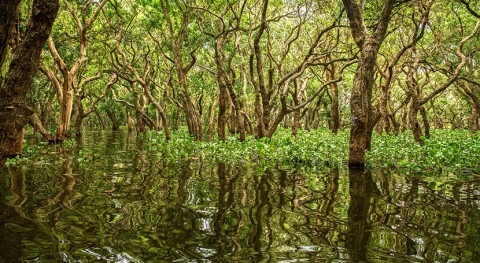 Quantifying mangroves’ value as climate solution and economic engine