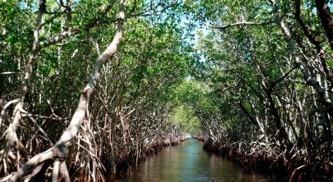 Mangroves reduce flood damages during hurricanes, saving billions of dollars in property losses