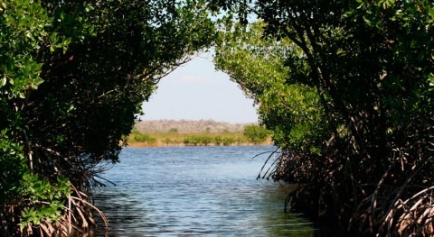 How mangroves protect people from increasingly frequent and powerful tropical storms