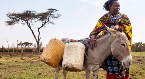 African donkeys stolen and slaughtered impacts access to water for thousands of families