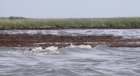 Dead roots, not just waves, account for marsh losses in gulf