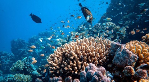 Understanding how sunscreens damage coral