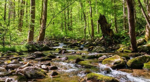 Can moss help clean up waterways?