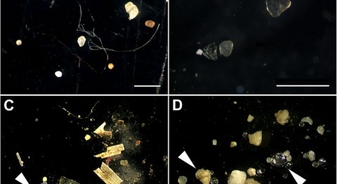 Detecting microplastics first step in assessing environmental harm